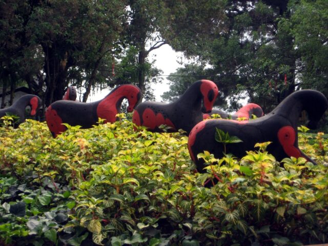 Ponys raros dentro de las plantas