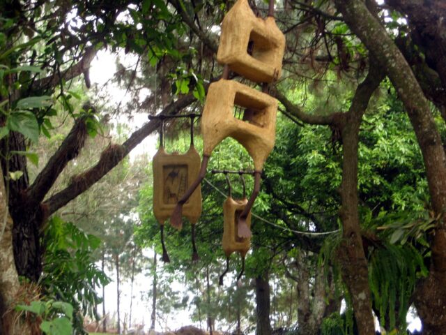 Formas raras colgadas en los arboles