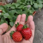 La primera cosecha de fresas
